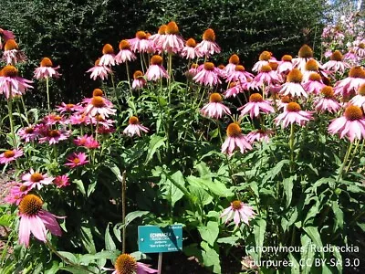 Purple Coneflower Seeds Echinacea Purpurea  0.25g 55 Seeds Hardy Perennial UK • £1.85