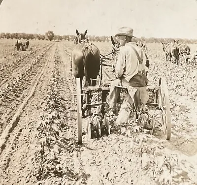 Maricopa AZ Cotton Field Riding Disc Cultivator Horse Drawn C1920s SB10 • $7.99