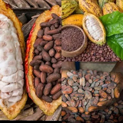 Criollo Cacao Seeds For Plant Chocolate Theobroma Dried Ceylon Cocoa Fruit Seed  • £24.12