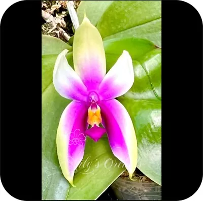 $49 • Buy LP-43  Phalaenopsis Bellina 'fire' Shape (species) - Fragrant