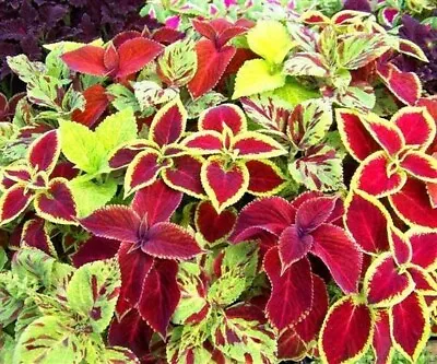  150 Seeds Coleus Blumei Everest Formula Mix+4  FREE REUSABLE PLANT LABEL • £1.20