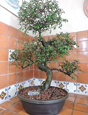 60cm Chinese Elm Bonsai Tree 30 Years' Old Direct Import Specimen • $495