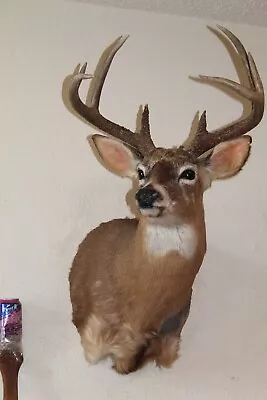 Whitetail Deer Head Shoulder Mount Taxidermy Cape Shed Antler Hunt Mule Rack • $205