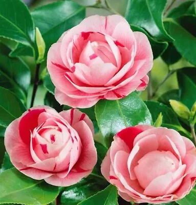 CAMELLIA BONOMIANA PLANT PINK WHITE STRIPED FLOWERS 9cm POT EVERGREEN SHRUB • £9.99