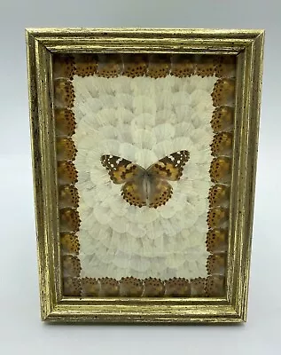 VTG Framed Real Butterfly Wall Art Artwork Crafted Mosaic Wings 5.75  X 8  Small • $110