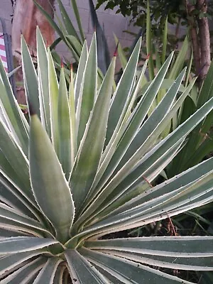 2 AGAVE ANGUSTIFOLIA MARGINATA VARIEGATED 6  Caribbean Agave Live Plant • $12