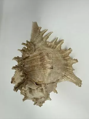 Large Natural Sea Shell Murex Ramosus Shell Huge Ocean Conch 8  Decor White • $19.99