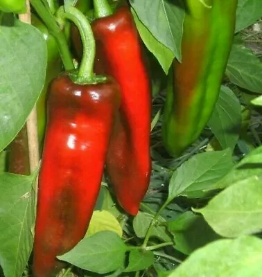 MARCONI PEPPER SEEDS 30+ SEEDS Rare SWEET Pepper ITALIAN CUISINE FREE SHIPPING  • $1.80