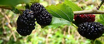 Black Mulberry- Morus Nigra - 50 Seeds - Handsome Tree With Superb Fruit • £1.09