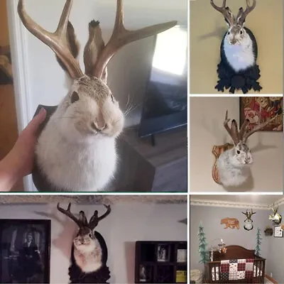 £11.55 • Buy Bunny Head Shape Animal Wall Mount Decor Deer Hork Taxidermy Rabbit Ornament