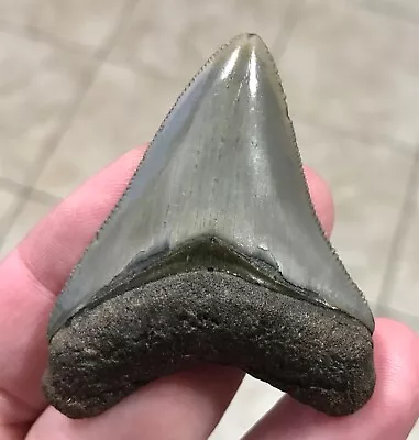 ELEGANT -S.W.FLORIDA LAND FIND- 2.34” X 1.82” Megalodon Shark Tooth Fossil • $92