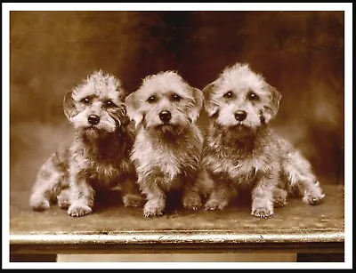 £4.99 • Buy Dandie Dinmont Terrier Dogs Lovely Vintage Style Dog Photo Print Poster