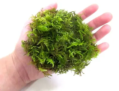 Fern Moss Live Moss For Terrarium Vivarium Fairy Garden - Sequim Washington • $9.99