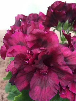 £8 • Buy Pelargonium Geranium Regal ‘Martin Pope’