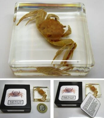 £6.75 • Buy Real Insects Rock Crab In Crystal Clear Resin  Information Card On Gift Box