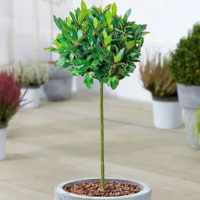 Standard Kitchen Bay Leaf Tree | Garden Patio Hardy Laurus Nobilis Herb | 2-3ft • £54.99