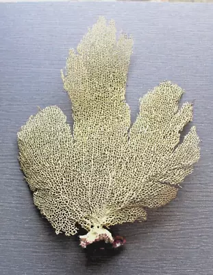 Sea Fan Coral 10  X 13  | Natural Real Piece Of Coral FREE SHIPPING • $29.99