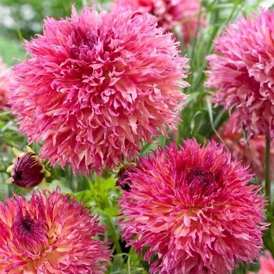 1 Dahlia  ' MYRTLE'S FOLLY ' Tuber Giant Dinnerplate Flowering Dinner Plate • £6.99