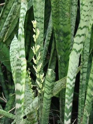 Rooted Sansevieria Draceana Snake Plant Mother In Law's Tongue - Free Shipping • $13.70