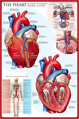 ANATOMY OF THE HUMAN HEART Medical Science Educational Wall Chart 24x36 POSTER • $16.19