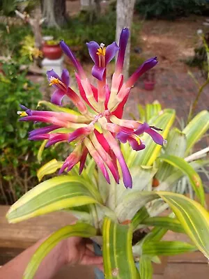 Variegated Billbergia Pyramidalis  STRAITA ! Fantastic Variety! *bromeliad* • $19.95