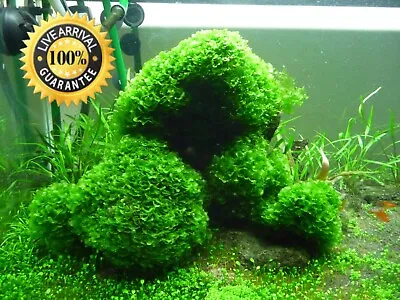 Subwassertang Round Pellia Moss HANDFULL Live Aquarium Plant (Best Value 100%) • $14.99