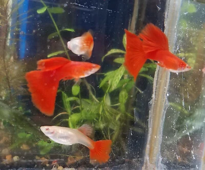 $42 • Buy 12x Full Red &  HB Yellow Guppy Combo Pack