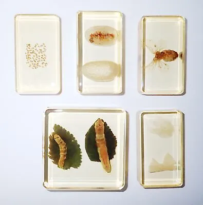 Silk Moth Life Cycle Set In 5 Amber Clear Lucite Block Education Specimen 1710A • $24.99