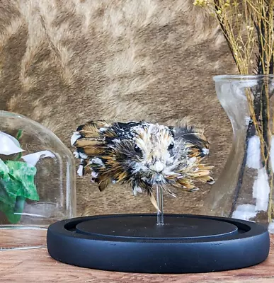 W87p Fancy Chicken Head Mount Taxidermy Oddities Curiosities Display Glass Do • $59.99