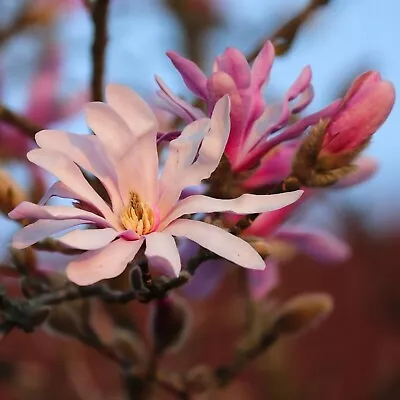 Magnolia 'Leonard Messel' In 9cm Pot - Rare Spring Flowering Shrub • £11.99