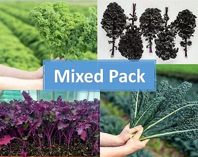 Mixed Pack Kale Plug Plants  Grow Your Own  Vegetables **LETTERBOX FRIENDLY** • £9.99