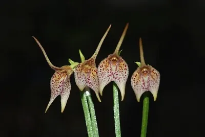 Orchid Plant Masdevallia Guttulatta • $31