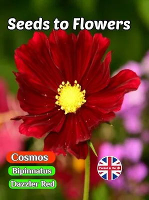 Cosmos Bipinnatus Sensation - Dazzler - Crimson Red - 450 Quality Flower Seeds • £1.49