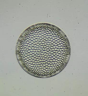 Vintage Microscope Slide By S.H.Meakin. Diatom. Coscinodiscus Marginatus. Sendai • $6.31