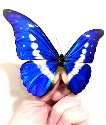 Insect Butterfly Moth Morphidae Morpho Rhetenor Helena-GORGEOUS-Peru! • $80