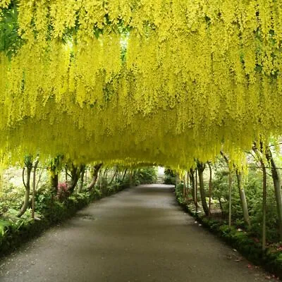 Laburnum Anagyroides (10 Seeds) Golden Rain • £7.19