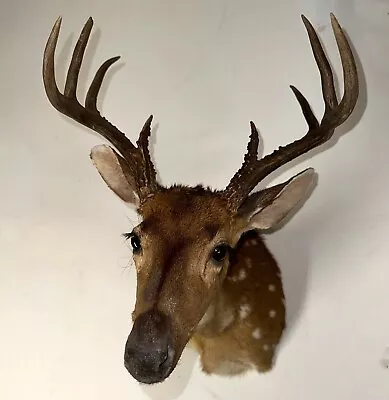 Vintage Deer Taxidermy Shoulder Mount 8-point Rack • $75