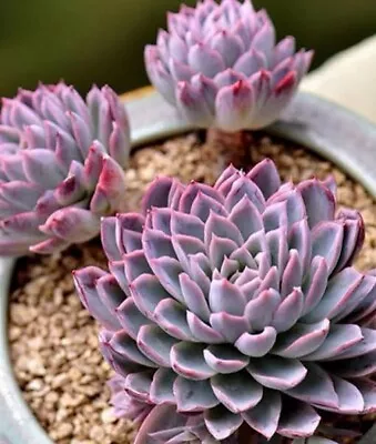 Echeveria Violet Queen 🏵️ Cutting 5cm Diameter 🏵️limited One Buy • $2