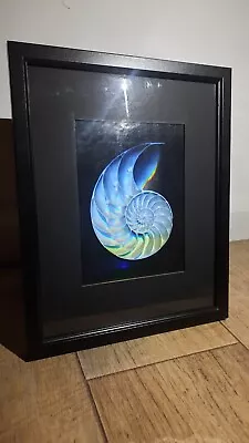 3D Nautilus Shell (Achromate) Hologram Picture FRAMED Collectible EMBOSSED Art • £199
