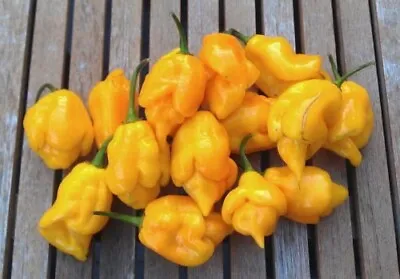 Chilli Trinidad Moruga Scorpion Yellow (30 Seeds) • $6.49