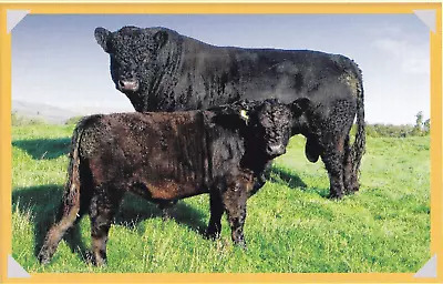 £1.89 • Buy Galloway Cattle , Book Print