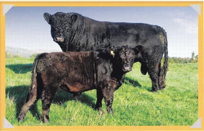 £1.89 • Buy Galloway Cattle , Book Print