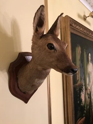 £110 • Buy Taxidermy Deer Head Mount