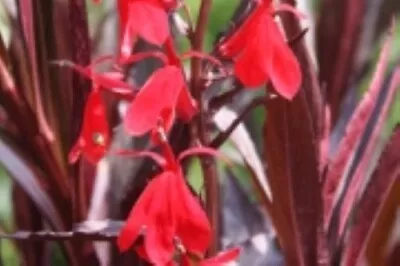 Sun Lobelia QUEEN VICTORIA Cardinal Flower Native 2.5  Pot = 1 Live Potted Plant • $12.95