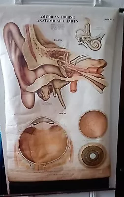 Antique 1918 Max Brodel THE EYES AND EARS LARGE 42 X 64 Inch Medical Chart  EXC • $150