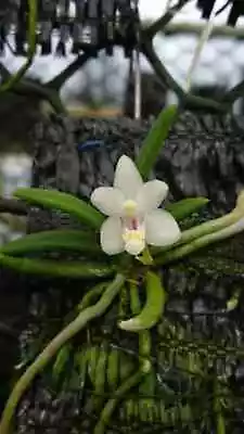Peteroceras Semiteretifolium Orchid Plant Species Miniature + PHYTO Certificate • $39