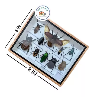 Real Insect Beetle Collectibles Vintage Fly Taxidermy Study Weird Art Bug Rare • $98.99