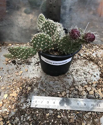 £5.99 • Buy Flowering Opuntia Tunilla Erectoclada  Cactus In 9cm Pot Exact Plant In Pics