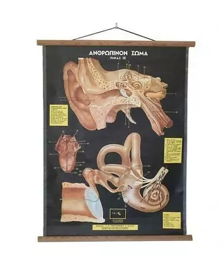 Vintage Human Ear Anatomy Ear Anatomy Pull Down Chart Medical School Map • $115