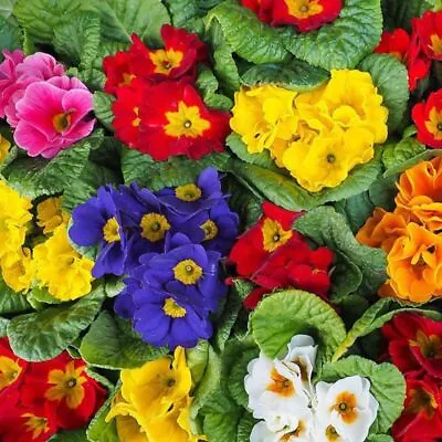 1 Pack 100Pcs Mixed Colors Gloxinia Seed Perennial Flower Plant For Balcony  • £2.94